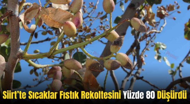 Siirt’te Sıcaklar Fıstık Rekoltesini Yüzde 80 Düşürdü
