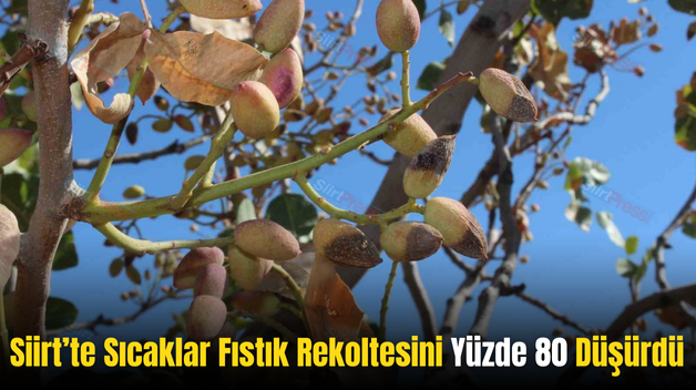 Siirt’te Sıcaklar Fıstık Rekoltesini Yüzde 80 Düşürdü