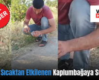 Siirt’te Sıcaktan Etkilenen Kaplumbağaya Su İçirdi