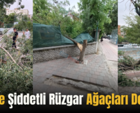 Siirt’te Şiddetli Rüzgar Ağaçları Devirdi