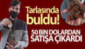 TARLASINDA BULDU! 50 BİN DOLARA SATIŞA ÇIKARDI