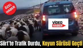 Siirt’te Trafik Durdu, Koyun Sürüsü Geçti