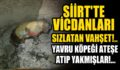 ALLAH’TAN KORKMAZLAR YAVRU KÖPEĞİ TANDIRA ATIP YAKMIŞLAR…