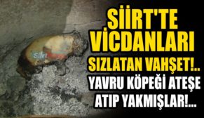 ALLAH’TAN KORKMAZLAR YAVRU KÖPEĞİ TANDIRA ATIP YAKMIŞLAR…