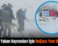 Siirt’te Yaban Hayvanları İçin Doğaya Yem Bırakıldı