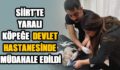 YARALI KÖPEĞE DEVLET HASTANESİNDE MÜDAHALE EDİLDİ