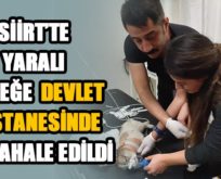 YARALI KÖPEĞE DEVLET HASTANESİNDE MÜDAHALE EDİLDİ