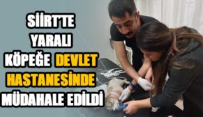 YARALI KÖPEĞE DEVLET HASTANESİNDE MÜDAHALE EDİLDİ