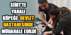 YARALI KÖPEĞE DEVLET HASTANESİNDE MÜDAHALE EDİLDİ