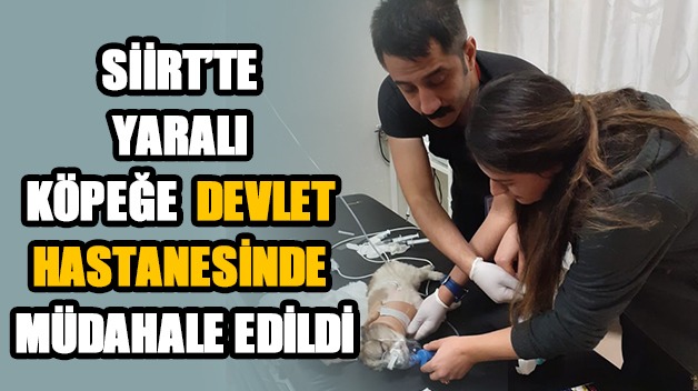 YARALI KÖPEĞE DEVLET HASTANESİNDE MÜDAHALE EDİLDİ