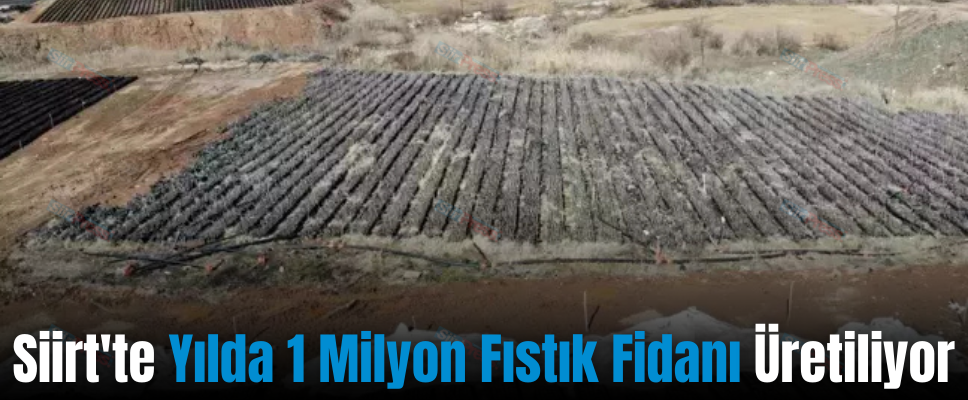 Siirt’te Yılda 1 Milyon Fıstık Fidanı Üretiliyor