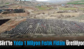 Siirt’te Yılda 1 Milyon Fıstık Fidanı Üretiliyor