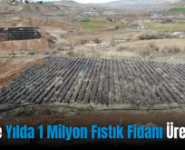 Siirt’te Yılda 1 Milyon Fıstık Fidanı Üretiliyor