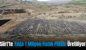 Siirt’te Yılda 1 Milyon Fıstık Fidanı Üretiliyor