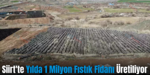 Siirt’te Yılda 1 Milyon Fıstık Fidanı Üretiliyor