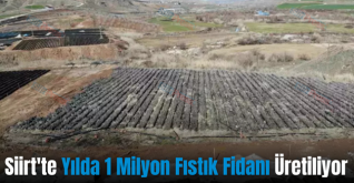 Siirt’te Yılda 1 Milyon Fıstık Fidanı Üretiliyor