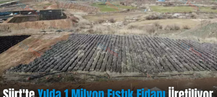 Siirt’te Yılda 1 Milyon Fıstık Fidanı Üretiliyor
