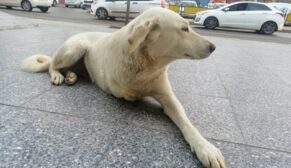 SİİRT’TE YÜREK BURKAN KÖPEK GÖRÜNTÜSÜ