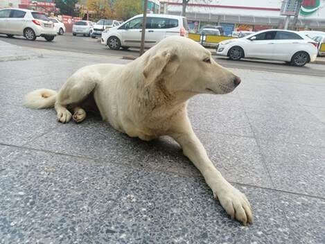Siirt’te ön ayağı kesilmiş ve yürümekte zorlanan bu köpeğin görüntüsü