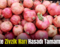 Siirt’te Zivzik Narı Hasadı Tamamlandı