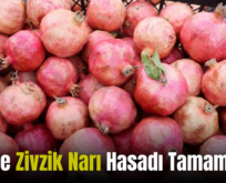 Siirt’te Zivzik Narı Hasadı Tamamlandı