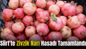 Siirt’te Zivzik Narı Hasadı Tamamlandı