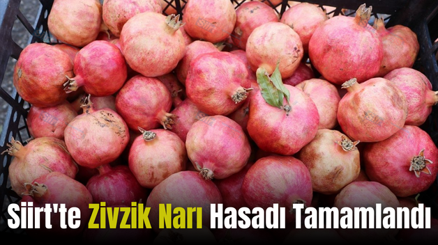 Siirt’te Zivzik Narı Hasadı Tamamlandı