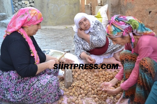 SİİRT’TE CEVİZ FISTIK KIRMAK KENAR MAHALLEDE GEÇİM KAYNAĞI