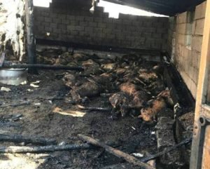 Siirt’te bir ahırda çıkan yangında yaklaşık maliyeti 200 bin lira