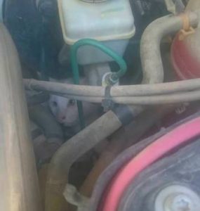 Siirt’te bir aracın motor kısmına sıkışan kedi, itfaiye ekiplerinin başarılı