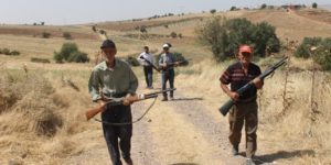 SİİRT’TE DOMUZLAR KÖYÜ İSTİLA ETTİ