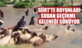 SİİRT’TE KOYUNLARI SUDAN GEÇİRME GELENEĞİ SÜRÜYOR