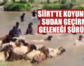 SİİRT’TE KOYUNLARI SUDAN GEÇİRME GELENEĞİ SÜRÜYOR