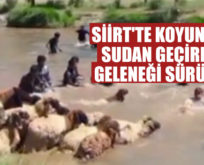 SİİRT’TE KOYUNLARI SUDAN GEÇİRME GELENEĞİ SÜRÜYOR