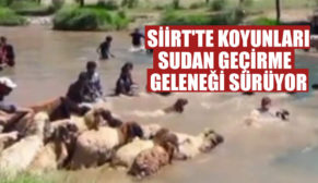 SİİRT’TE KOYUNLARI SUDAN GEÇİRME GELENEĞİ SÜRÜYOR