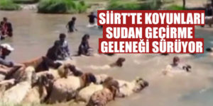 SİİRT’TE KOYUNLARI SUDAN GEÇİRME GELENEĞİ SÜRÜYOR