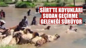 Siirt’in Şirvan ilçesinde koyunları sudan geçirme geleneği devam ediyor. Siirt’in