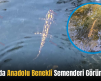 Şirvan’da Anadolu Benekli Semenderi Görüntülendi