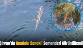 Şirvan’da Anadolu Benekli Semenderi Görüntülendi