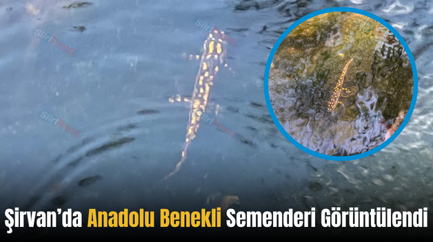 Şirvan’da Anadolu Benekli Semenderi Görüntülendi