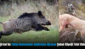 Şirvan’da Yaban Domuzunun Saldırısına Uğrayan Çoban Köpeği Telef Oldu