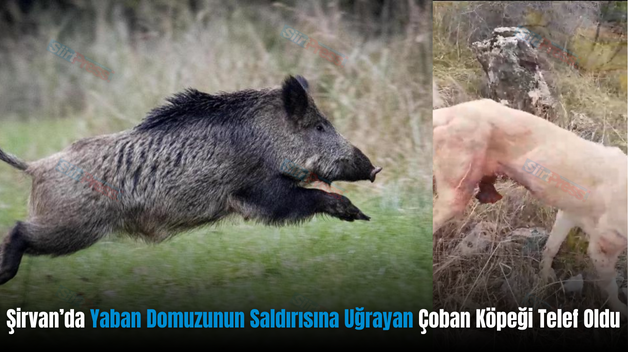 Şirvan’da Yaban Domuzunun Saldırısına Uğrayan Çoban Köpeği Telef Oldu