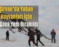 Şirvan’da Yaban Hayvanları İçin Doğaya Yem Bırakıldı