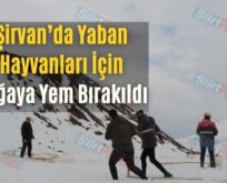 Şirvan’da Yaban Hayvanları İçin Doğaya Yem Bırakıldı