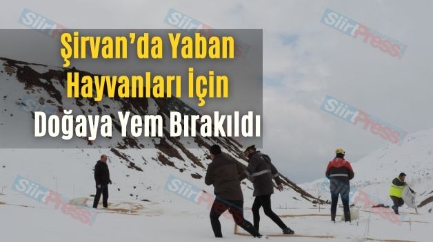 Şirvan’da Yaban Hayvanları İçin Doğaya Yem Bırakıldı