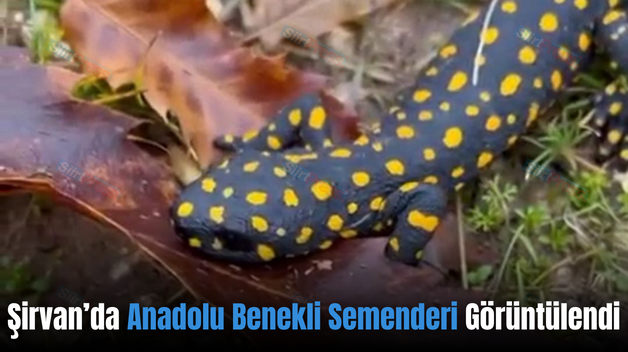 Şirvan’da Anadolu Benekli Semenderi Görüntülendi