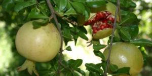 SİİRT’TE “NAR” HASADI START VERDİ