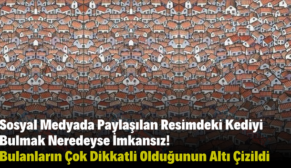 Sosyal Medyada Paylaşılan Resimdeki Kediyi Bulmak Neredeyse İmkansız! Bulanların Çok Dikkatli Olduğunun Altı Çizildi