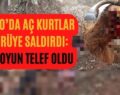 Tillo’da Aç Kurtlar Sürüye Saldırdı: 4 Koyun Telef Oldu