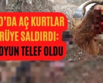 Tillo’da Aç Kurtlar Sürüye Saldırdı: 4 Koyun Telef Oldu